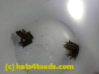 /home//u458753944/public_html/sourcegallery//Roxborough Toad Detour/2013-2019/2017/P3270678.JPG